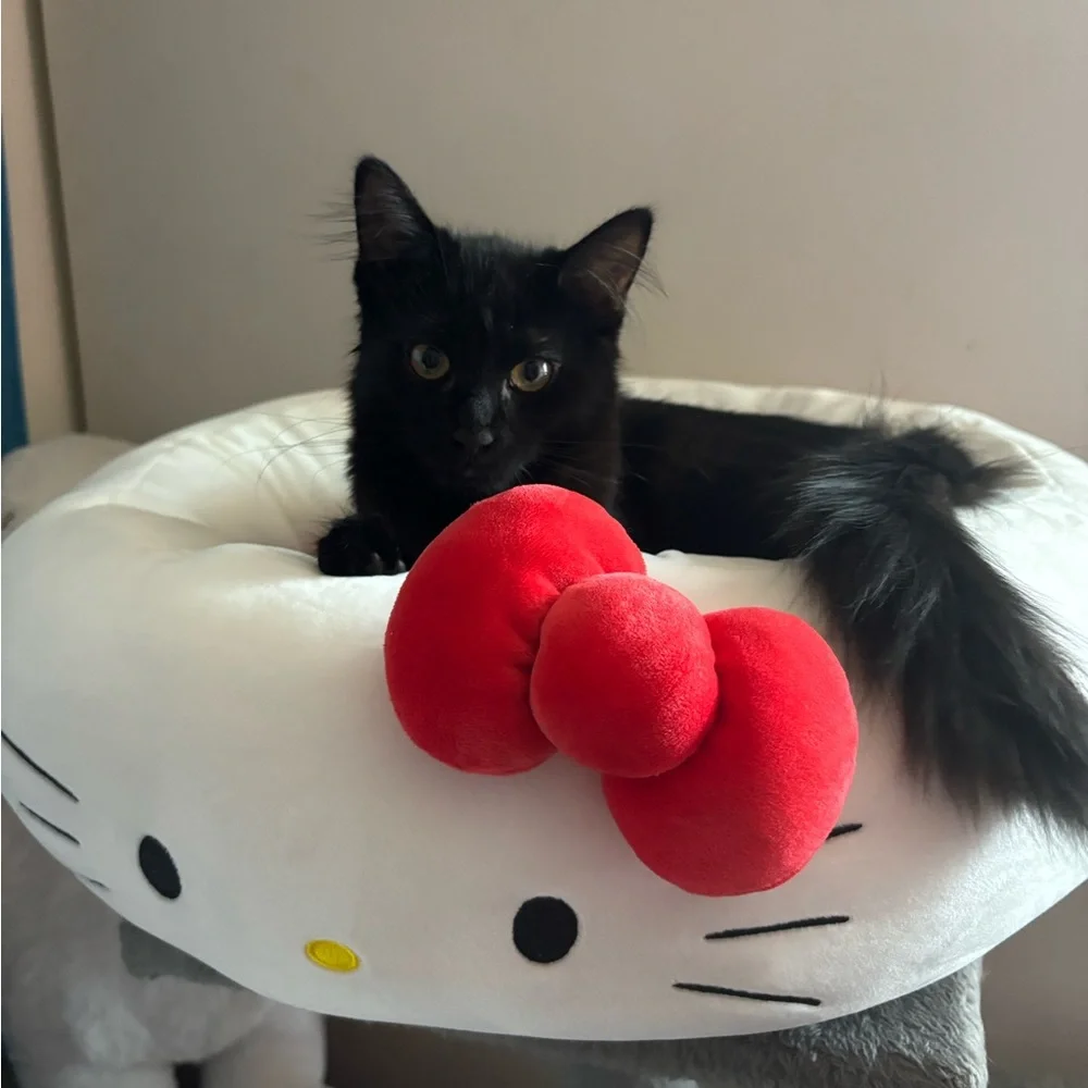 HELLO KITTY PET BED